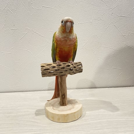 【体重測定用】カクタスのスタンドパーチ⑪  長さ9cm／高さ10cm