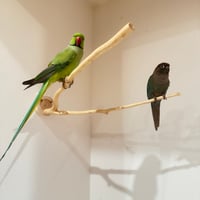 貝塚伊吹のピノキオの鼻① 【インコの止まり木 自然木 天然木】
