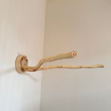 桧のピノキオの鼻⑤