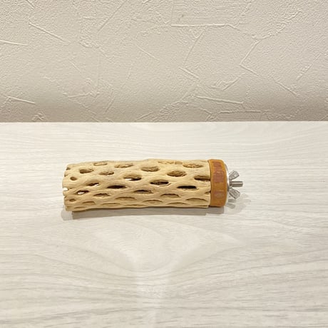 カクタスパーチ⑮ 極小直径2-3cm/10cm