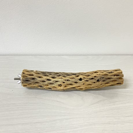 ハートフルキャリーサイズ カクタスパーチ① 小サイズ直径3-4cm