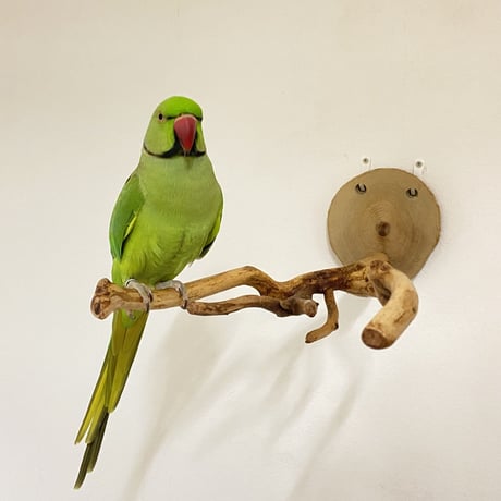 ピノキオの鼻 ⑤
