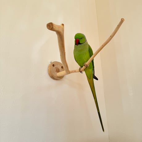 桧のピノキオの鼻①