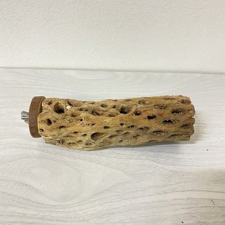 カクタスパーチ 中サイズ③ 直径約5cm 長さ/15cm
