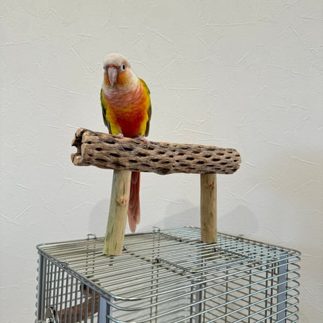 使い方いろいろ 屋上カクタスパーチ【4】 小25cm