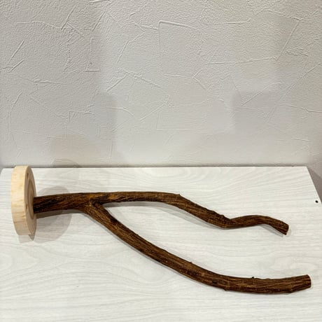 ツタのピノキオの鼻