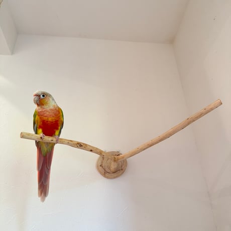 桧のピノキオの鼻 【インコの止まり木 おもちゃ】