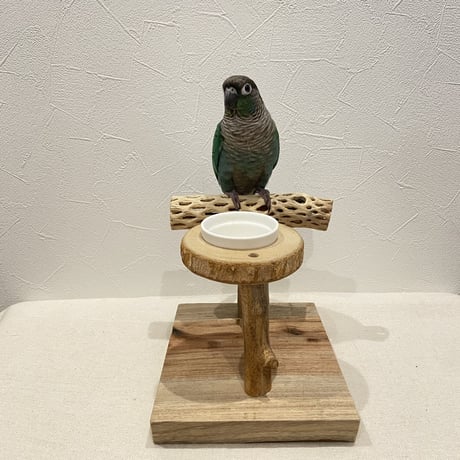カクタスのスタンドパーチ②　パーチ長さ15cm／高さ14.5cm