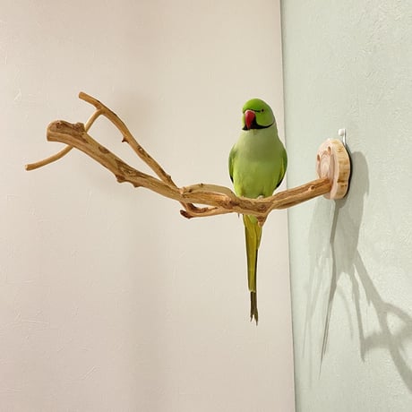 ピノキオの鼻 ⑥