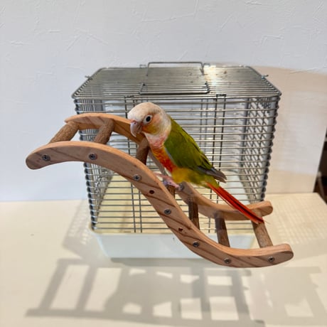 ウェーブラダー ハシゴ 【自然木の止まり木 インコのおもちゃ】