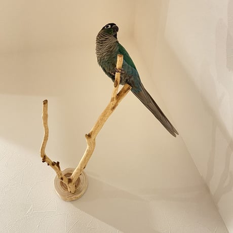 ピノキオの鼻 ④