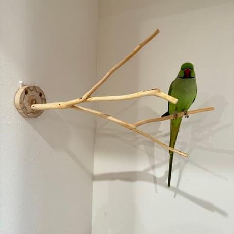 桧のピノキオの鼻 ③
