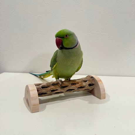 幼鳥・老鳥・介護サポート用　置き型カクタスパーチ① 全長17.5cm/カクタス長さ15cm 【インコ 止まり木 バンブルフット】  のコピー