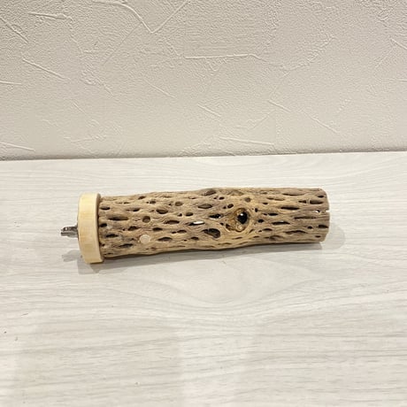 カクタスパーチ【17】小 直径約3-4cm/15cm