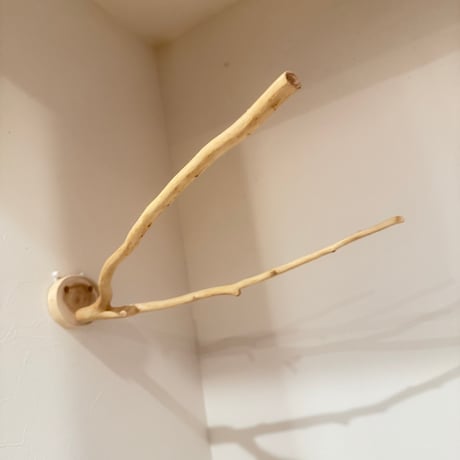 貝塚伊吹のピノキオの鼻① 【インコの止まり木 自然木 天然木】