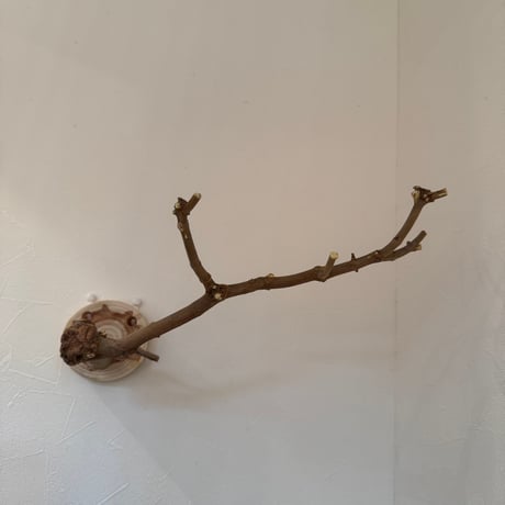 トウカエデのピノキオの鼻【E】