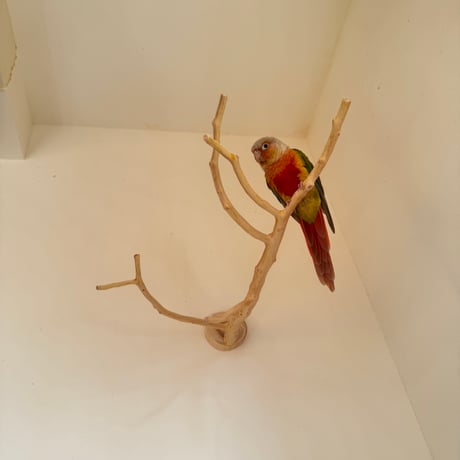 【O様専用】貝塚伊吹のピノキオの鼻　【インコ 止まり木 自然木 パーチ 】