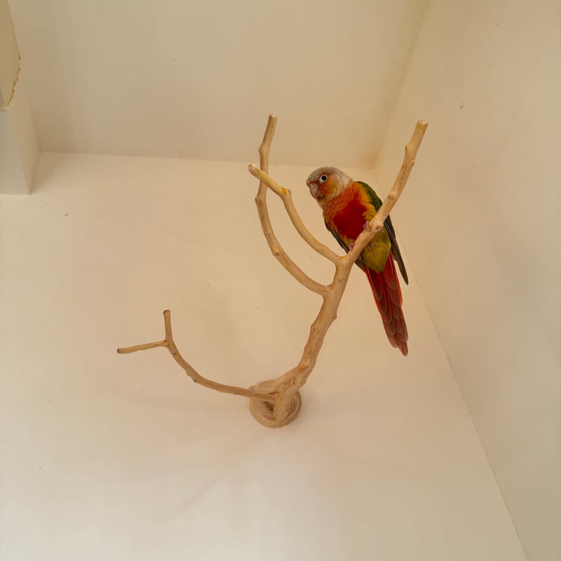 貝塚伊吹木製昆虫止まり木 約65cm O様専用】貝塚伊吹のピノキオの鼻 【インコ 止まり木 自然木 パーチ