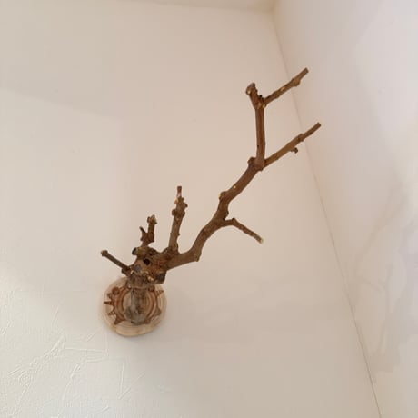 トウカエデのピノキオの鼻【A】
