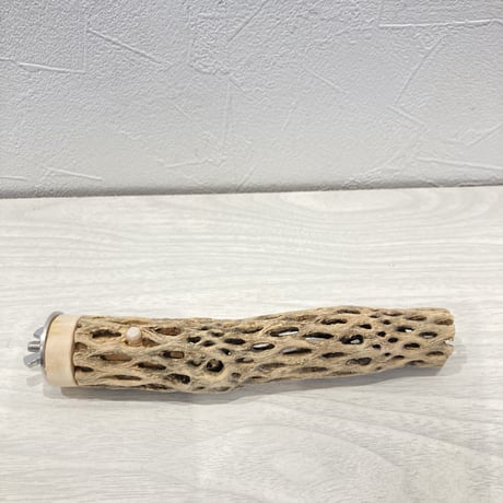 カクタスパーチ極小⑧  直径約2~3cm 長さ15cm