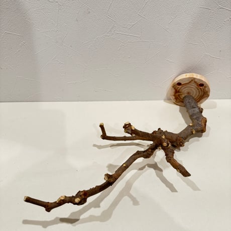 トウカエデのピノキオの鼻【B】