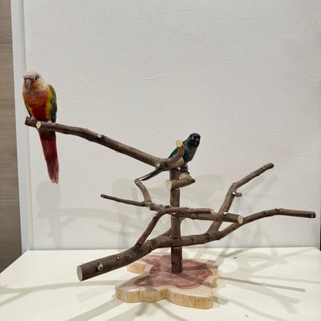 無農薬レモンの木のスタンドパーチ　現品限り  【インコ 自然木 止まり木 】
