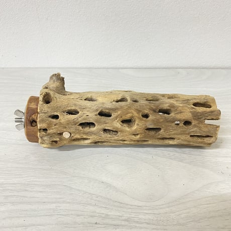 カクタスパーチ 中サイズ③ 直径（約5.5cm）長さ/15