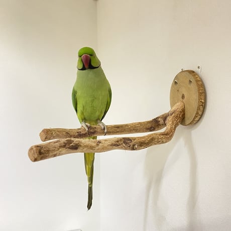 ピノキオの鼻①