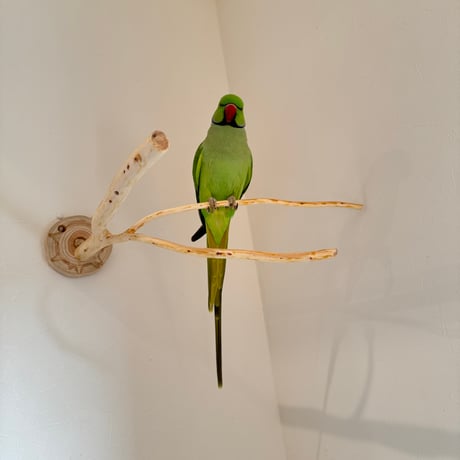 桧のピノキオの鼻 ⑧
