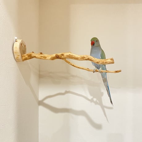 ピノキオの鼻 ⑧