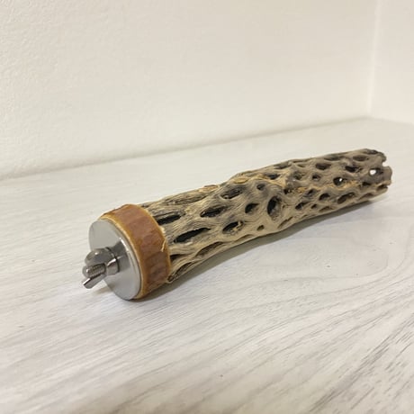 カクタスパーチ⑦ 極小サイズ 直径（約2-3cm）長さ/15cm
