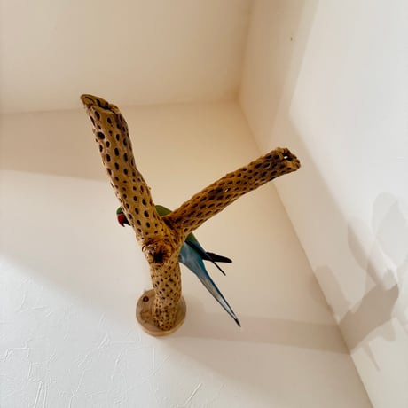 幻のピノキオの鼻【カクタスパーチ】