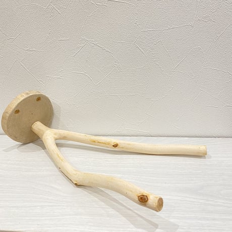 ピノキオの鼻 ③ 桧（ヒノキ）