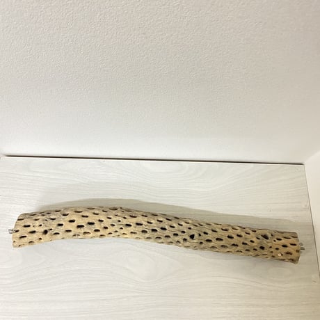 【yae23yae様】カクタスパーチ 中サイズ 直径（約5.5cm）長さ/47.5cm