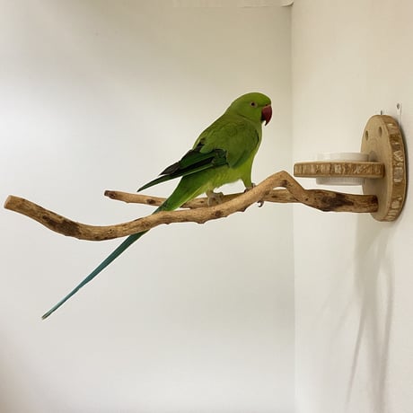 ピノキオの鼻②