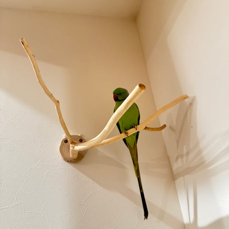 桧のピノキオの鼻 ④  【自然木 天然木 止まり木 インコ オウム】