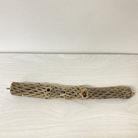 ケージサイズカクタスパーチ⑧ 極小サイズ直径2-3cm HOEI35サイズ