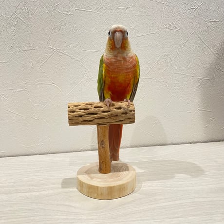 【体重測定用】カクタスのスタンドパーチ④  長さ9cm／高さ10cm