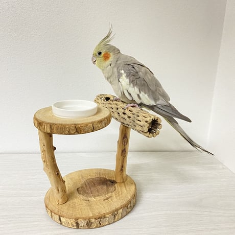 【S様専用】カクタスのスタンドパーチ　パーチ長さ10cm／足高さ15cm