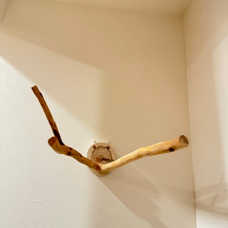 桧のピノキオの鼻 ①