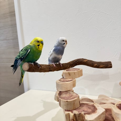 ツタと貝塚伊吹の螺旋階段アスレチック【インコのおもちゃ・自然木のとまり木】バードアスレチック