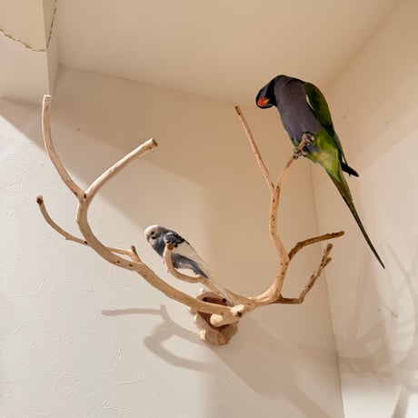 貝塚伊吹のピノキオの鼻 【インコの止まり木 自然木 天然木】