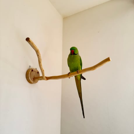 桧のピノキオの鼻 ①