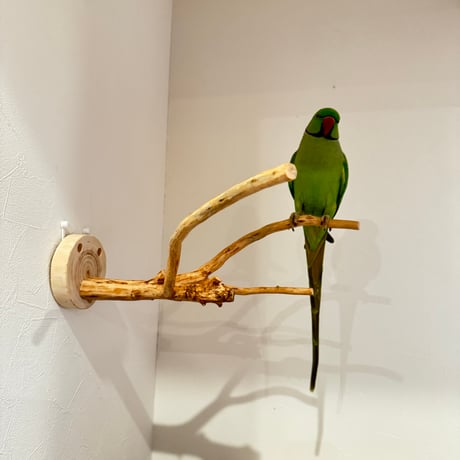 ピノキオの鼻 ①