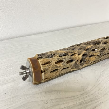 カクタスパーチ⑧ 小サイズ 直径（約3-4cm）長さ/20cm