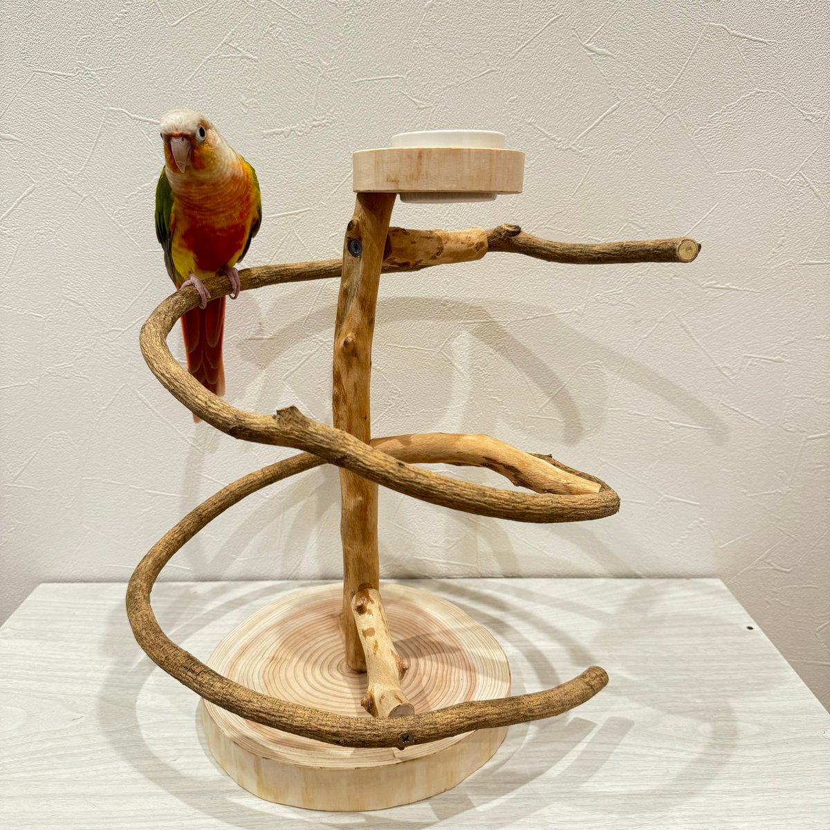【中型鳥さん用】螺旋状♬バードアスレチック 展示用】自然木（ツタ）と螺旋階段のぐるぐるバードアスレチック