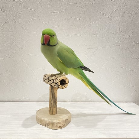 カクタスのスタンドパーチ②　パーチ長さ13.5cm／高さ13.5cm