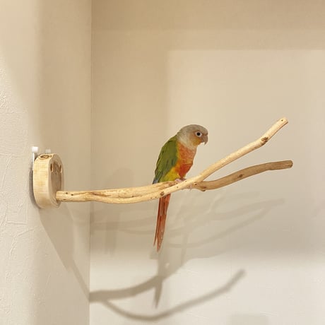 ピノキオの鼻 ①
