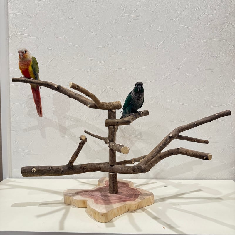 無農薬レモンの木のスタンドパーチ 現品限り 【インコ 自然木 止まり木