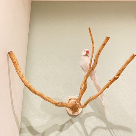 ピノキオの鼻 ②  中型から大型用
